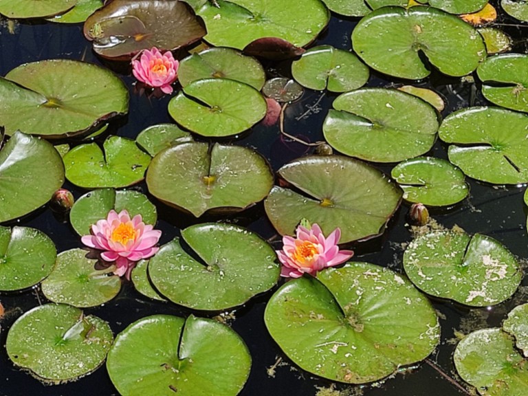 jardin