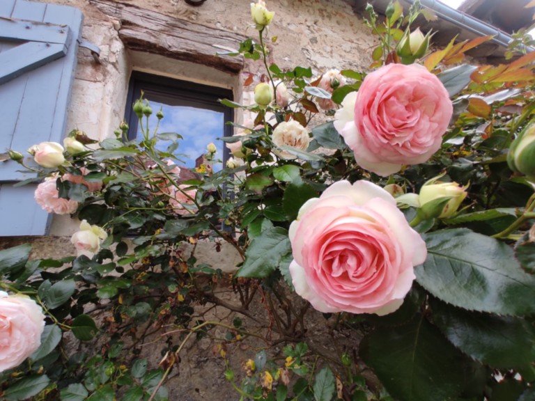 jardin